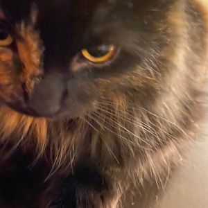 Meet your Posher, Nazeera